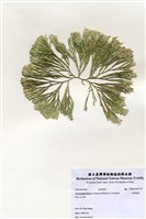 藏品(白果胞藻)的圖片